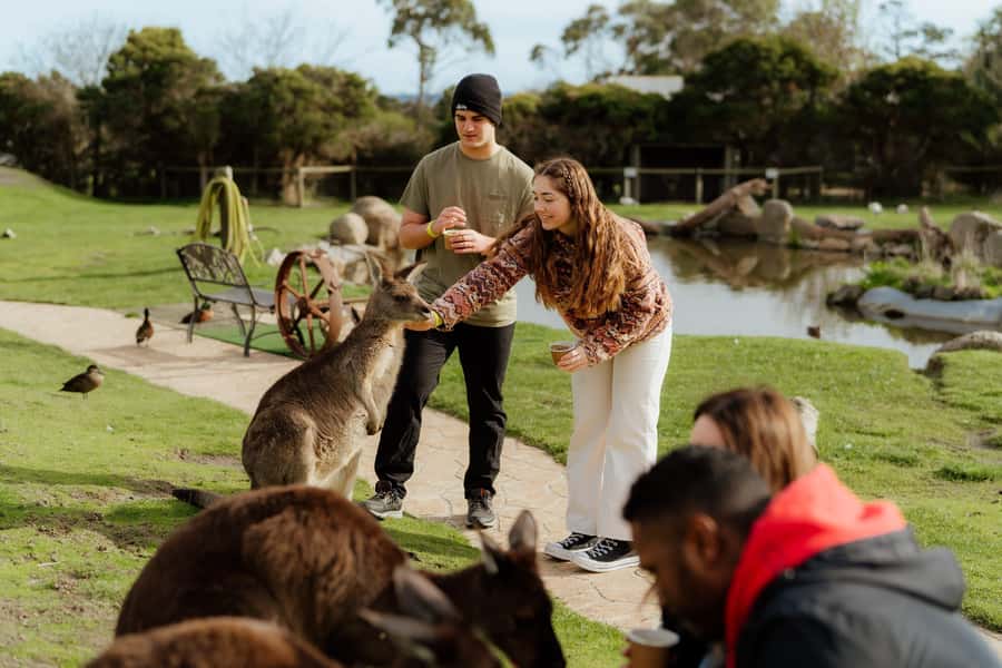 Melbourne: Penguin Parade , Koala & Brighton Bathing Boxes - Should you book this Melbourne to Penguin Parade day trip?