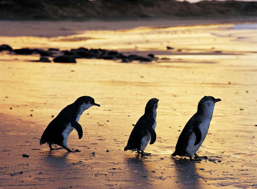 Melbourne: Penguin Parade , Koala & Brighton Bathing Boxes - The Nobbies, Phillip Island: rocky drama and seal colony views
