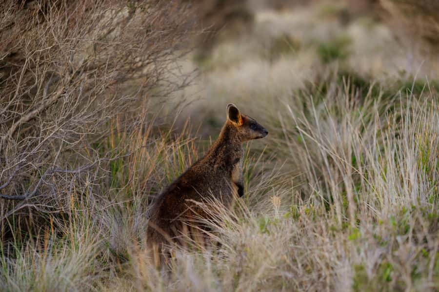 Melbourne: Penguin Parade , Koala & Brighton Bathing Boxes - Price and value: what you pay for, and why it can be fair