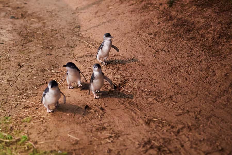 Melbourne: Penguin Parade , Koala & Brighton Bathing Boxes - Smart tips for photos, comfort, and a smoother day