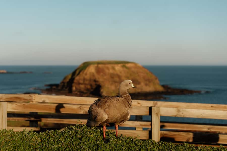 Melbourne: Penguin Parade , Koala & Brighton Bathing Boxes - Who this tour fits best