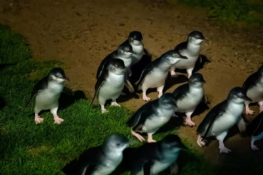 Melbourne: Penguin Parade & Phillip Island Scenic Day Tour - Key points before you go