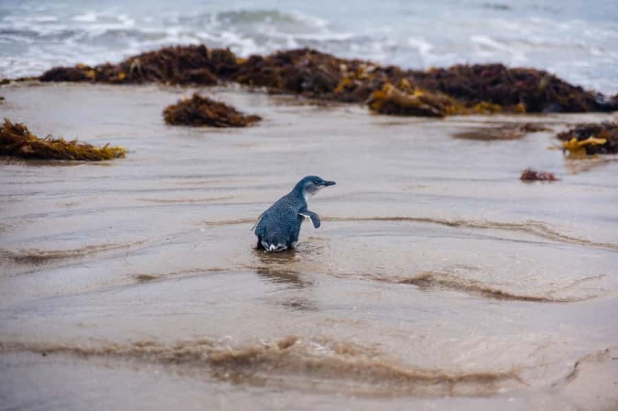 Melbourne: Penguin Parade & Phillip Island Scenic Day Tour - What this Phillip Island Penguin Parade day trip really delivers