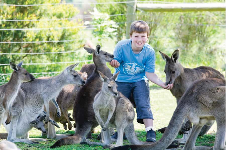 Melbourne: Penguin Parade & Phillip Island Scenic Day Tour - Brighton Beach rainbow huts and The Nobbies Viewpoint, the right kind of lead-in