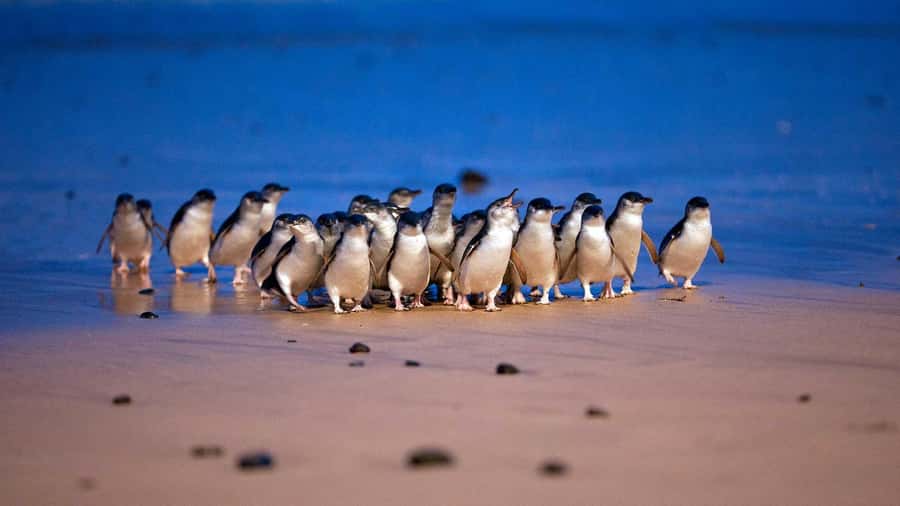 Melbourne: Penguin Parade Tour with Puffing Billy Train Ride - Key things to know before you go
