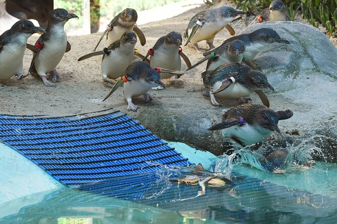 Melbourne Penguin Tour & Wildlife kangaroos koala Emu Tasi Devil - Key highlights at a glance