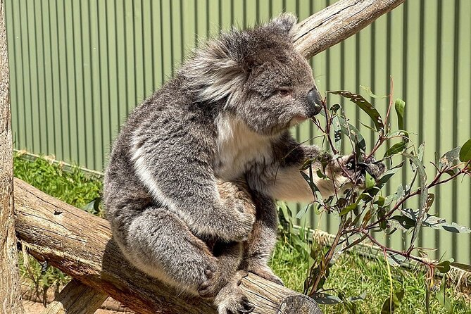 Melbourne Penguin Tour & Wildlife kangaroos koala Emu Tasi Devil - Reptile presentation: a 30-minute palate cleanser