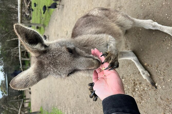 Melbourne Penguin Tour & Wildlife kangaroos koala Emu Tasi Devil - Tiger presentation and encounter, plus extra wildlife variety
