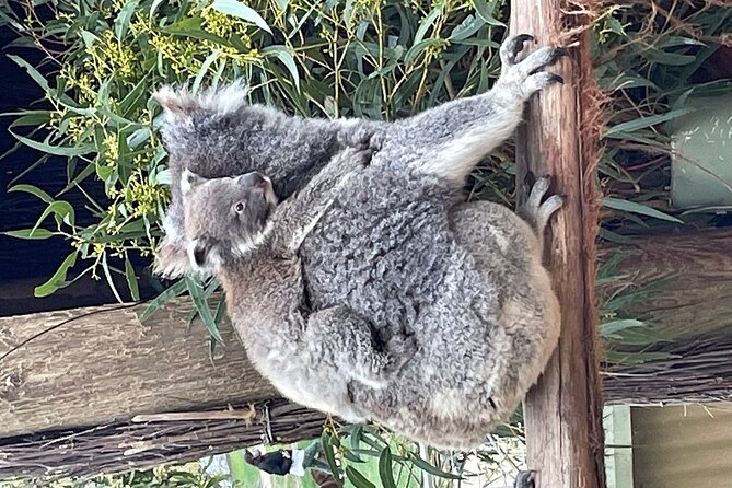 Melbourne Penguin Tour & Wildlife kangaroos koala Emu Tasi Devil - Ararat kangaroos: hand feeding with 100+ roaming free