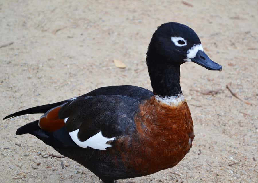 Melbourne: Peninsula Nature Private Day Trip with Dinner - Should you book this Peninsula private day trip?