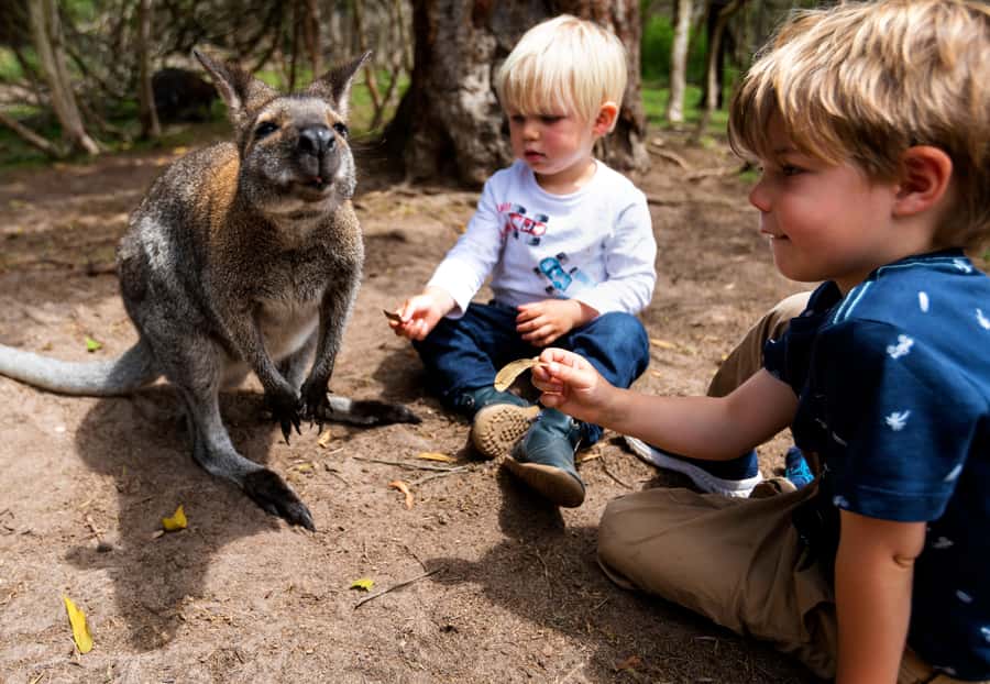 Melbourne: Peninsula Nature Private Day Trip with Dinner - Moonlit Sanctuary: the heart of the day for animal lovers