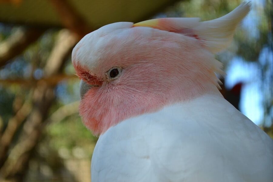 Melbourne: Peninsula Nature Private Day Trip with Dinner - Practical tips to make the day smoother