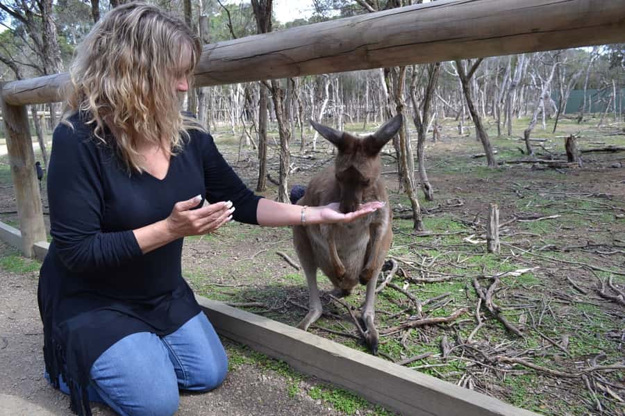 Melbourne: Peninsula Nature Private Day Trip with Dinner - The drive along Port Phillip Bay and the beach photo stop