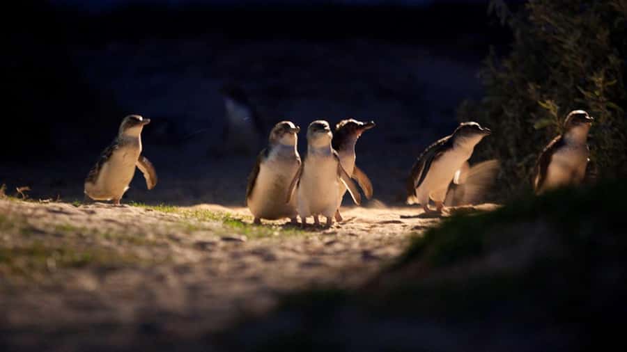 Melbourne: Phillip Island Penguin Parade Watching Day Tour - From Melbourne pickup to Phillip Island, the ride is part of the value