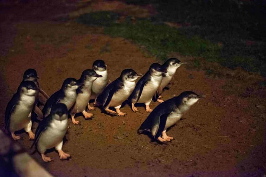Melbourne：Phillip Island Tour 1 Day Tour - Maru Koala and Animal Park for animal variety in one hour