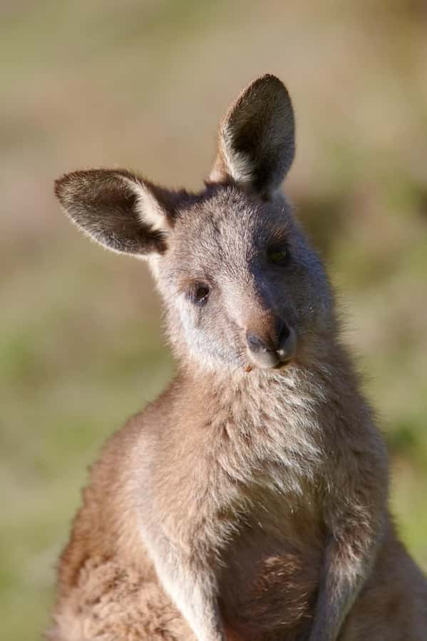 Melbourne：Phillip Island Tour 1 Day Tour - Cowes free time, a quick look at the island’s town vibe