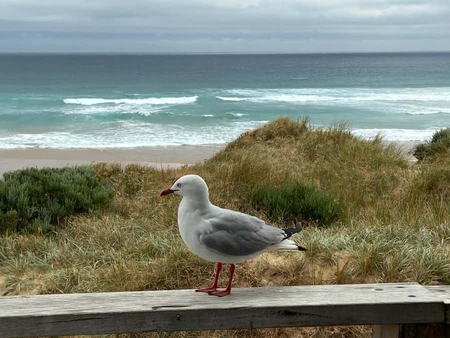 Melbourne: Phillip Island Tour & Penguin Parade - Food, timing, and what to pack for comfort