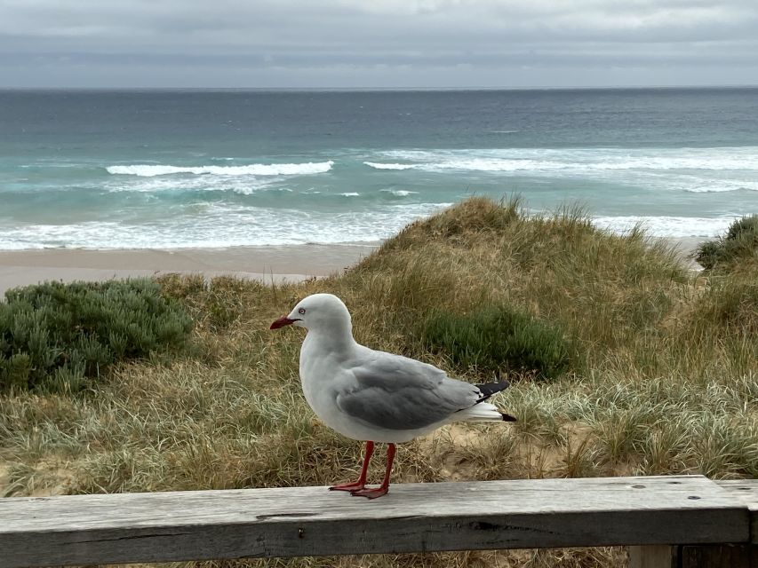 Melbourne: Phillip Island Tour & Penguin Parade - Price and Logistics: is $113 good value?