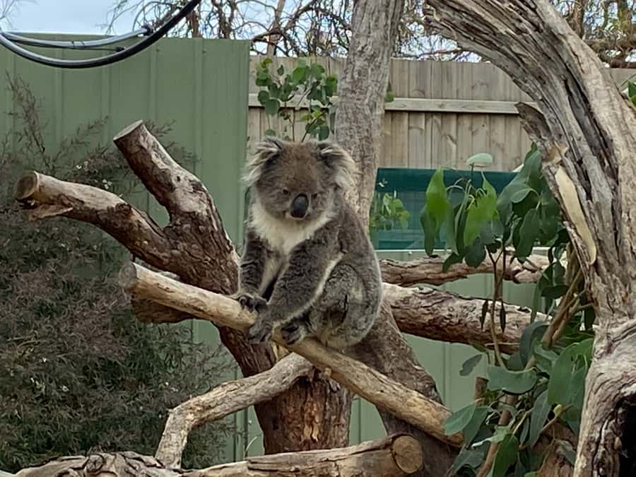 Melbourne: Phillip Island Tour & Penguin Parade - Who this tour suits best, and who should think twice
