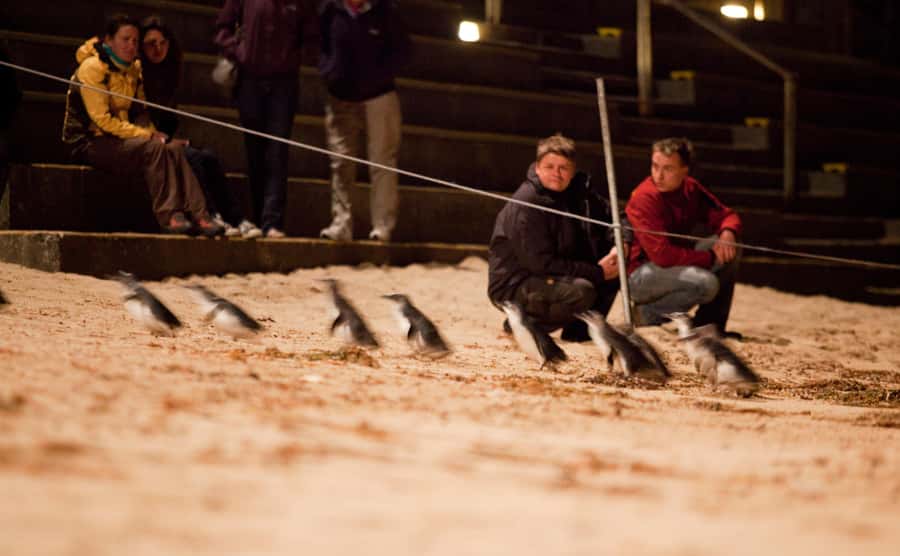 Melbourne: Phillip Island Tour & Penguin Parade - Moonlit Sanctuary Conservation Park, close encounters with marsupials