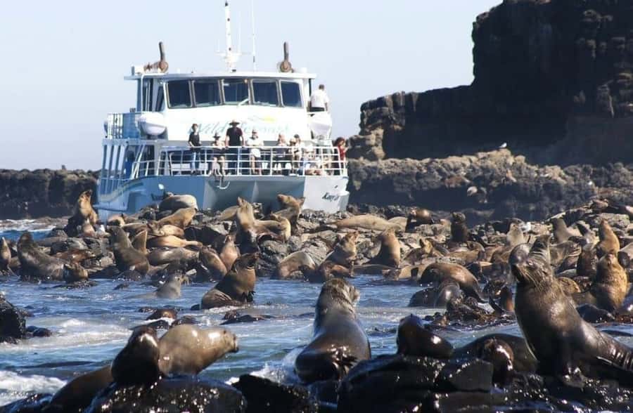 Melbourne: Phillip Island Tour w/ Hop-on Bus or Seal Cruise - Wildlife Route Seal Safari: 2-hour coast cruise with guaranteed fur seals