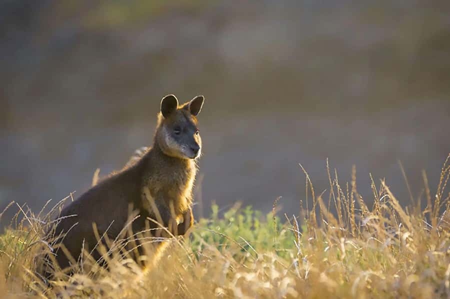 Melbourne: Phillip Island Tour w/ Hop-on Bus or Seal Cruise - Cowes downtime: beach town energy and optional koala add-ons