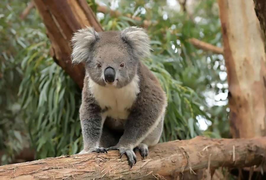 Melbourne: Phillip Island Tour w/ Hop-on Bus or Seal Cruise - Price and value: what $109 really buys you