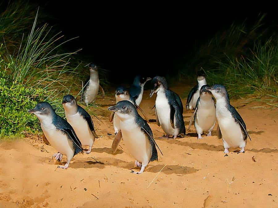 Melbourne: Phillip Island Tour w/ Hop-on Bus or Seal Cruise - Explorer Route: hop-on hop-off time on Grand Prix, beaches, and heritage