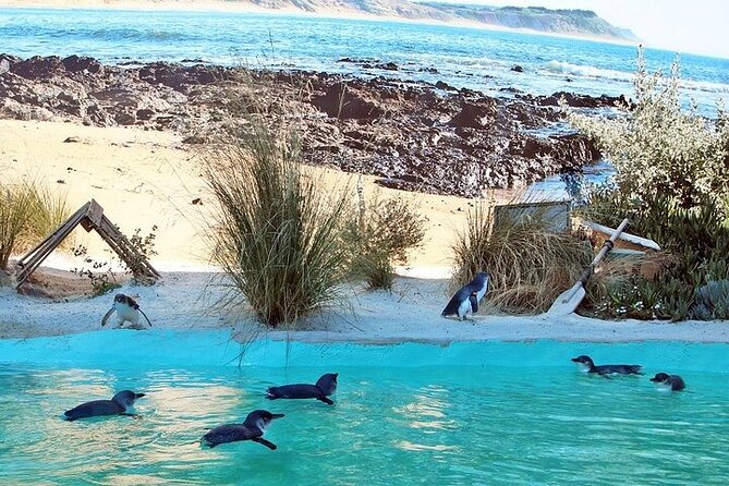 Melbourne Private Penguins Koalas TOUR-Melbourne City Tour JEWELS - Key highlights you should know before you go
