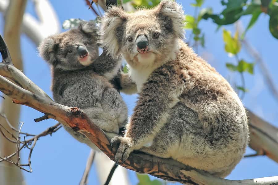 Melbourne: Puffing Billy & Healesville Sanctuary Scenic Tour - From Hotel Windsor Pickup to Belgrave, the Day Gets Easier Fast