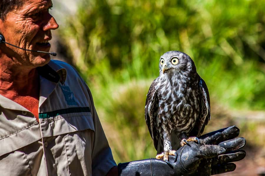 Melbourne: Puffing Billy & Healesville Sanctuary Scenic Tour - Emerald Lake Park Walk: Stretch Your Legs and Get Lunch at Your Pace
