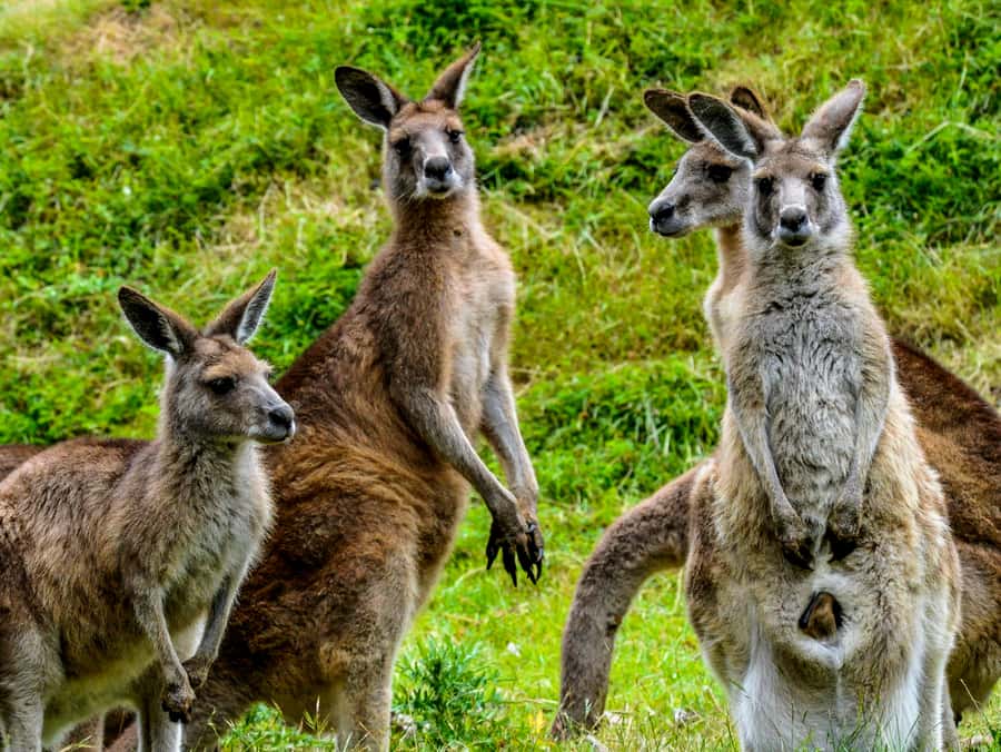 Melbourne: Puffing Billy & Healesville Sanctuary Scenic Tour - Should You Book This Puffing Billy and Healesville Day Trip?