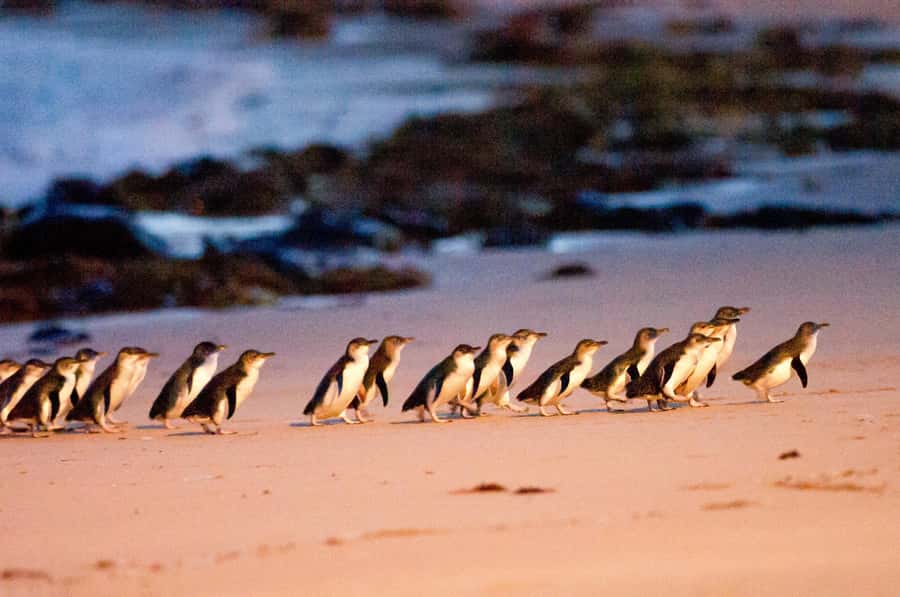 Melbourne: Puffing Billy Penguin Parade Brighton Boxes Tour - Brighton Bathing Boxes: your 30 minutes of pure photo payoff
