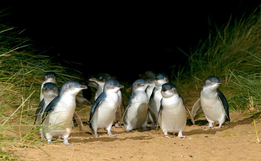 Melbourne: Puffing Billy Penguin Parade Brighton Boxes Tour - Penguin Parade at Phillip Island: tiered seating plus floodlit viewing