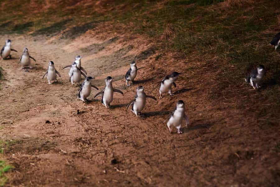 Melbourne: Puffing Billy Penguin Parade Brighton Boxes Tour - What the $140 per person price actually covers