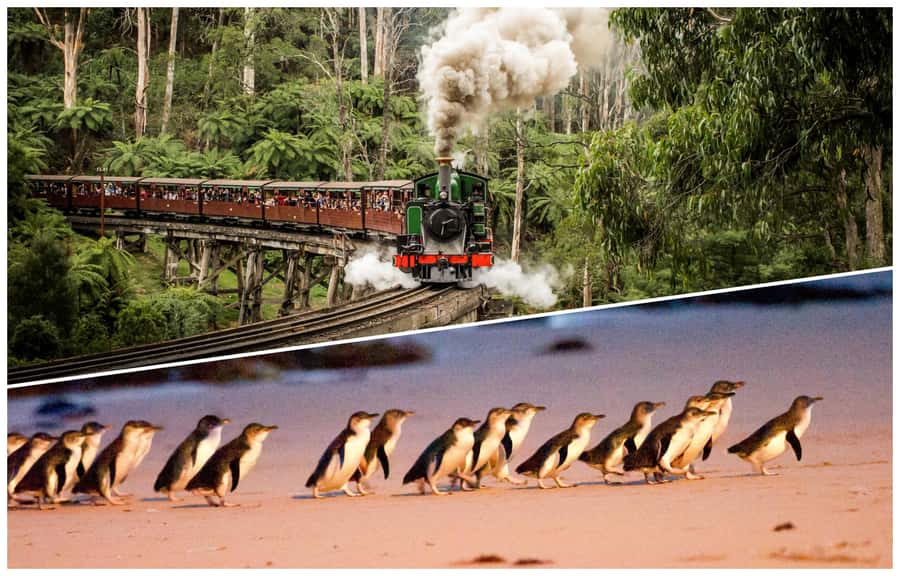 Melbourne: Puffing Billy Railway & Penguin Parade Day Tour - A long, well-paced day built around two icons