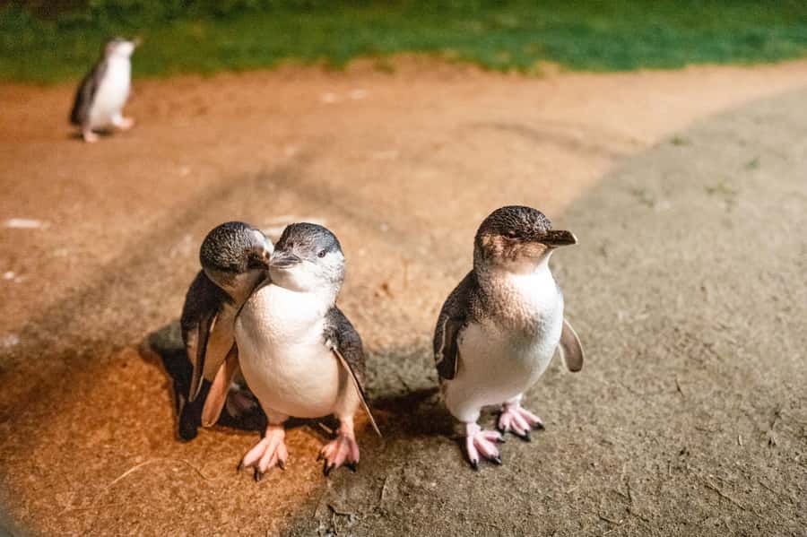 Melbourne: Puffing Billy Railway & Penguin Parade Day Tour - Morning pickups and the coach routine (plan your energy)