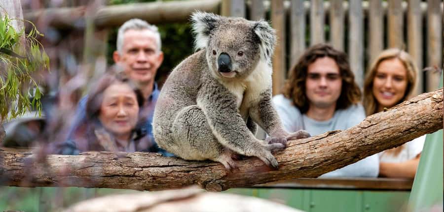 Melbourne: Puffing Billy Steam Train and Philip Island - Key points to know before you go