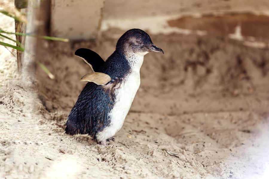 Melbourne: Puffing Billy Steam Train & Penguin Parade Tour - First stop in Melbourne: Brighton Beach Rainbow Huts or Maru Koala