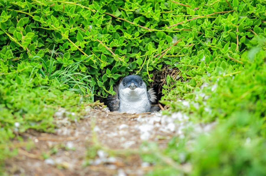 Melbourne: Puffing Billy Steam Train & Penguin Parade Tour - Optional Maru Koala and Animal Park: when it makes sense and when it doesn’t