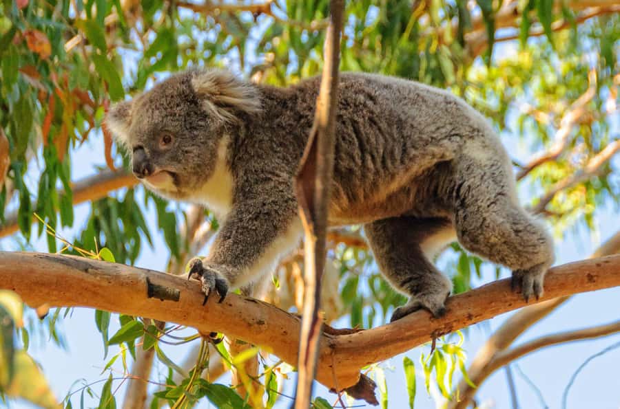 Melbourne: Puffing Billy Steam Train & Penguin Parade Tour - Who should book, and who should skip