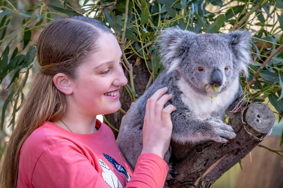 Melbourne: Puffing Billy Train & Penguin Island Excursion - Timing reality check: the one-day schedule tradeoff