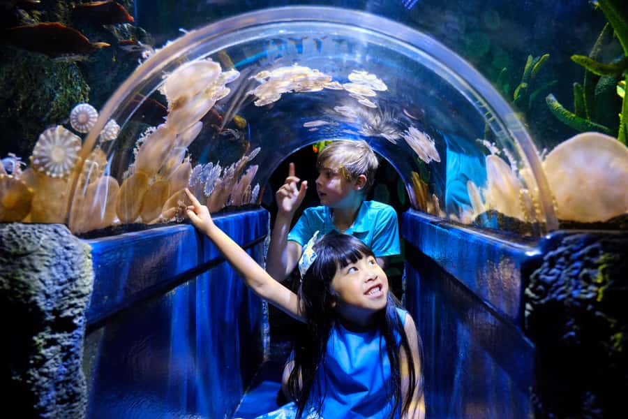 Melbourne: SEA LIFE Aquarium Entrance Ticket - Tickets, Timeslots, and What the $28 Gets You