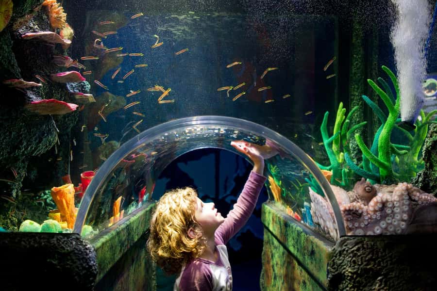 Melbourne: SEA LIFE Aquarium Entrance Ticket - Antarctic Penguin Ice, Plus 4D Cinema and Touch Pools