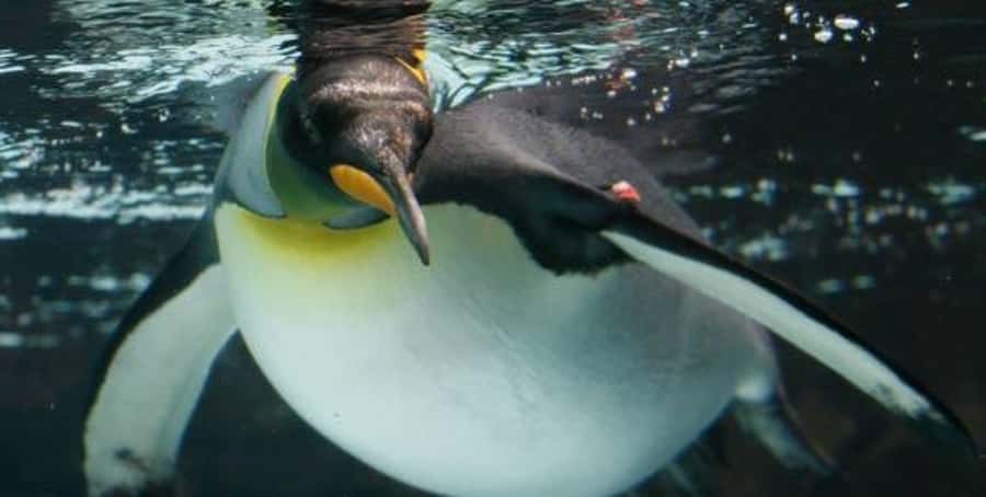 Melbourne: SEA LIFE Aquarium Entrance Ticket - Your Route Through 12 Zones and 10,000 Animals