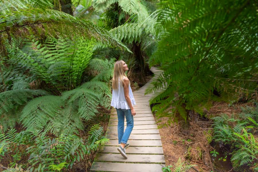 Melbourne to Adelaide: 2-Day Overland Explorer Tour - Maits Rest in the Otways, and why this short walk matters