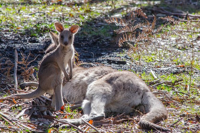 Melbourne to Adelaide: 3-Day Great Ocean Road Grampians Tour - Day 1: Great Ocean Road to Warrnambool, 12 Apostles and Shipwreck Coast