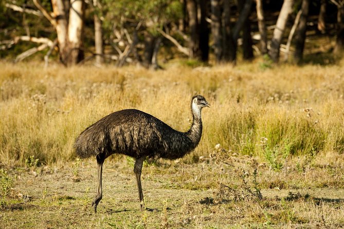 Melbourne to Adelaide 3 Day Tour via Great Ocean Road & Grampians - Comfort, fitness, and practical tips that make the trip easier