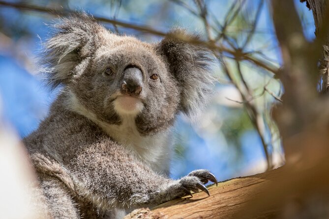 Melbourne to the Great Ocean Road & Grampians 3 Day Original Tour - Wildlife, birds, and how to actually see them