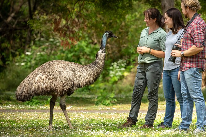 Melbourne to the Great Ocean Road & Grampians 3 Day Original Tour - Group size, transport comfort, and luggage limits that affect real life